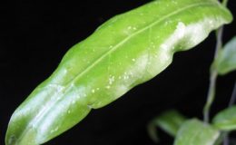 Hoya-sp-621Sabah621-900