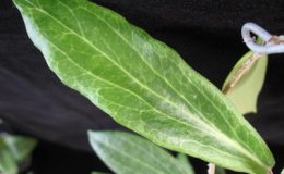 Hoya-sp-622Palawan622-1100-