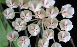 Hoya-sp-6316311-1