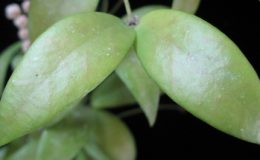 Hoya-sp-6316312-1