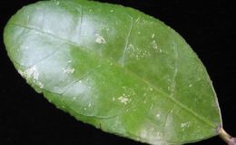 Hoya-sp-632632-1100