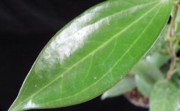 Hoya-sp-649-750