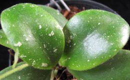 Hoya-sp-651-900