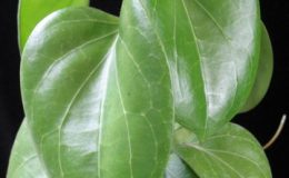 Hoya-sp-654-1200