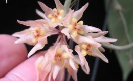 Hoya-sp-731731-1200-1