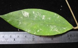 Hoya-sp-7317312-1