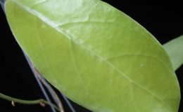 Hoya-sp-732732-1200-