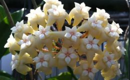 Hoya-sp-768-Betong-Yala768-1200
