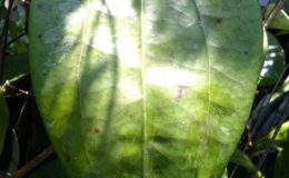 Hoya-sp-768-Betong-Yala768-1200-e1457522748782