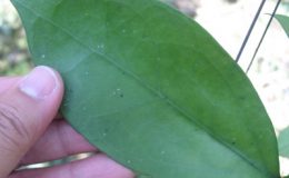 Hoya-sp-786-1000