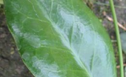 Hoya-sp-787-787-1200