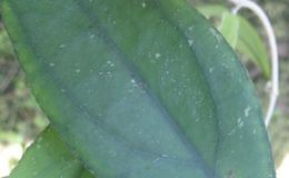 Hoya-sp-789-Limbang789-1200