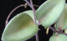 Hoya-sp-795795-1000