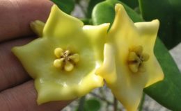 Hoya-sp-Gold-Star237-750