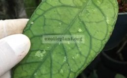 Hoya-sp.12-aff.-finlaysonii251-35