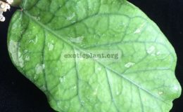 Hoya-sp.19-Sumatra258