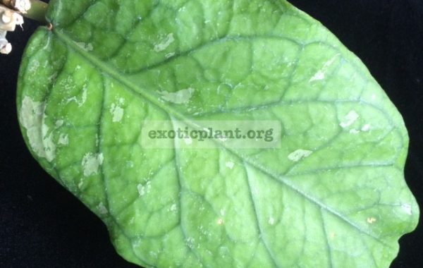 Hoya-sp.19-Sumatra258