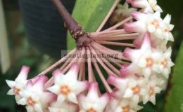 Hoya-sp.598-Ranong-Red598-30