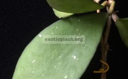 Hoya-sp.692692-35