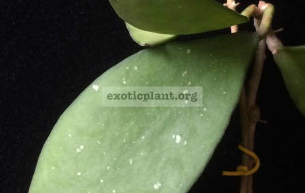 Hoya-sp.692692-35
