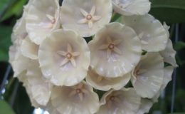 Hoya-sp.698aff.-wallichii698-1600
