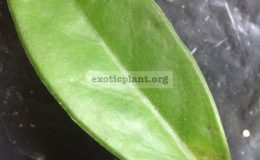 Hoya-sp.760-from-Pitsanulok-province