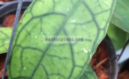 Hoya-sp.774-35