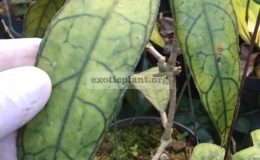 Hoya-sp.774-aff.-finlaysonii774-40