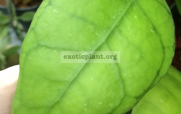 Hoya-sp.812aff.-meredithii812