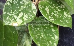 Hoya-sp.851-Heart-leafSilver-Splash851-33