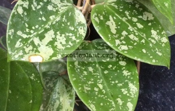 Hoya-sp.851-Heart-leafSilver-Splash851-33