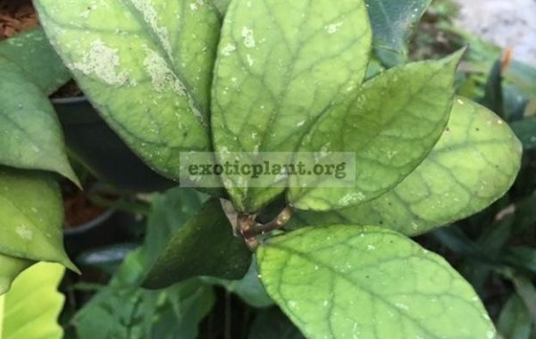 Hoya-sp.903-aff.-clemensiorum903-45