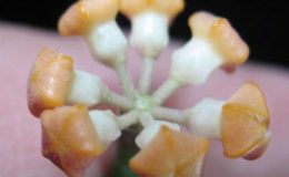 Hoya-spartioides723-1500-