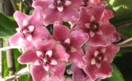 Hoya-subcalva269-1100