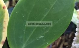 Hoya-subquintuplinervis-223-23-
