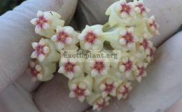 Hoya-subquintuplinervis-223-23