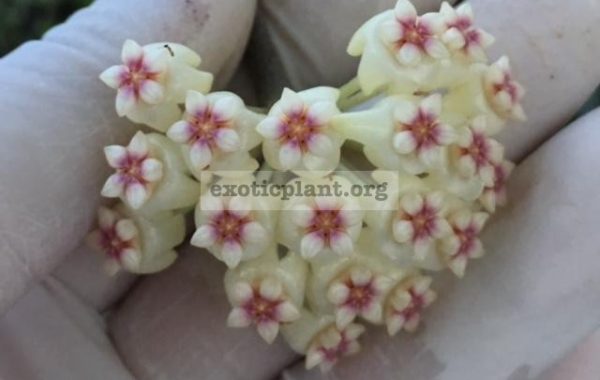Hoya-subquintuplinervis-223-23