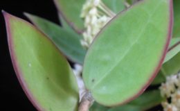 Hoya-subquintuplinervisseedling-794-750