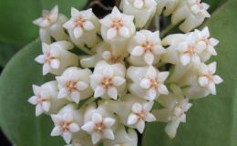 Hoya-subquintuplinervisseedling794-750