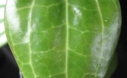 Hoya-tjadsmalangensis7001-1