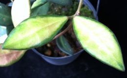Hoya-tsangii-variegated779-1500
