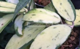 Hoya-verticillata-variegata-No.2-321