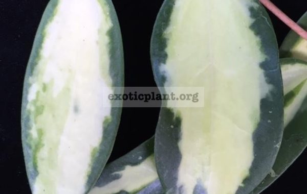 Hoya-verticillata-variegata-No.2-321left-and-Hoya-verticillata-variegata-229right