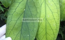 Hoya-vitellinoides-232-30