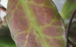 Hoya-waymaniae-No-1234-600