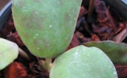 Hoya-waymaniae-No-2235-600