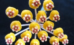 Hoya-waymaniae-No-3521-900