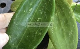 Hoya-wibergiae-big-leaf841-40