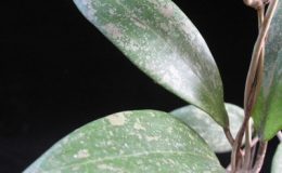 Hoya-wibergiae511-1100
