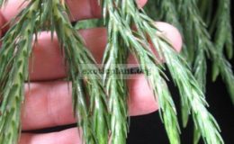 Huperzia-carinataLycopodium-carinatum-Fern-